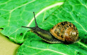 6 snail feeds that make them grow bigger