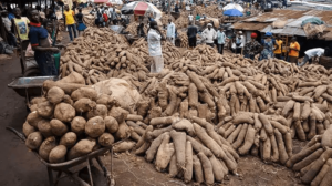 Agro-products-that-can-make-you-millionaire-YAM