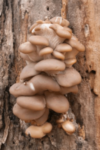 Best Way To Grow Oyster Mushrooms