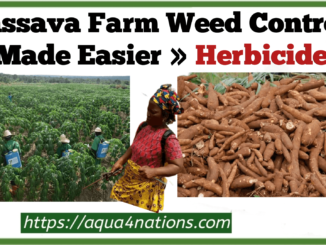 Cassava Farm Weed Control Made Easier With These Herbicides