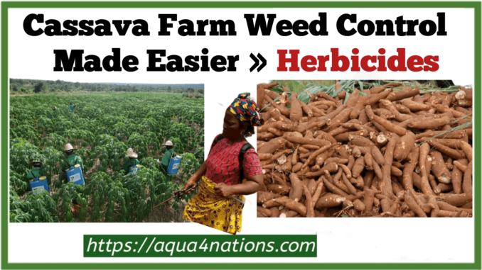 Cassava Farm Weed Control Made Easier With These Herbicides