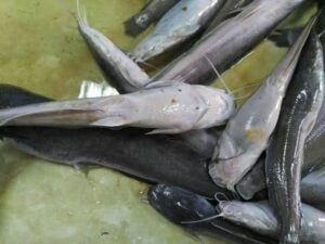 Mortality and cannibalism in catfish farming