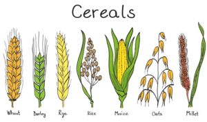 Cereals business opportunities in agriculture