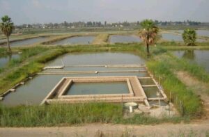 Construction of Standard Fish Pond
