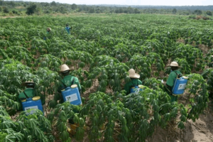 Controlling Weeds In A Cassava Farm