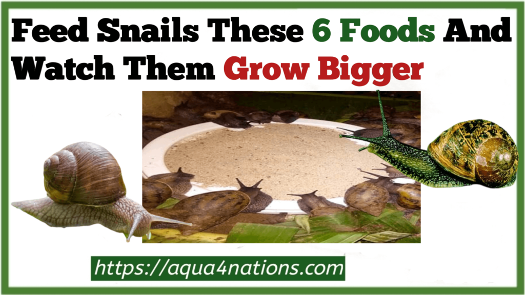 Feed Snails These 6 Foods And Watch Them Grow Bigger - Aqua4Nations