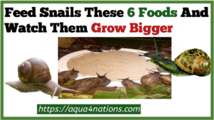 Feed Snails These 6 Foods And Watch Them Grow Bigger