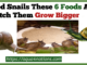 Feed Snails These 6 Foods And Watch Them Grow Bigger