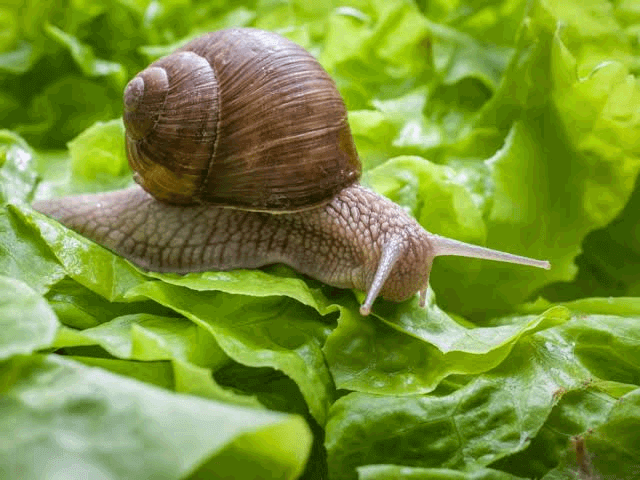 Feed Snails These 6 Foods And Watch Them Grow Bigger - Aqua4Nations