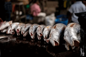 Fish Market Opportunities In Fish Farming