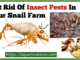 Get-rid-of-pests-invasion-in-your-snail-farm