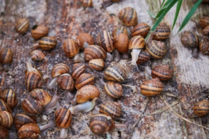 Get rid of pests invasion in your snail farm today