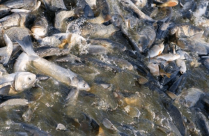 Green Opportunities In Fish Farming In Africa