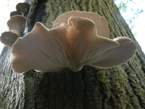 Grow Oyster Mushrooms