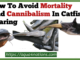 Helpful Tips On How To Avoid Mortality And Cannibalism In Catfish Rearing