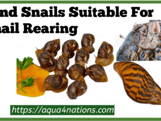 Land Snails Suitable For Snail Rearing
