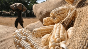 Maize-Agro-products-that-can-make-you-millionaire