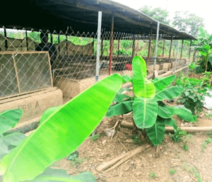 Snail pens with mosquito nets against pest invasion in snail farm