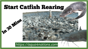 Start Catfish Rearing In 30 Minutes