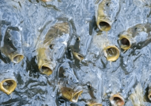 Water-Management-in-fish-rearing