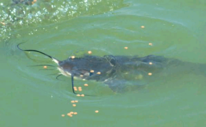 Water-quality-Management-in-catfish-rearing