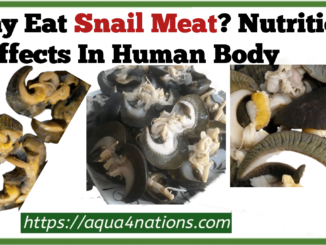 Why Eat Snail Meat? Nutrition + Effects In Human Body