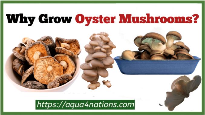 Why grow Oyster Mushrooms