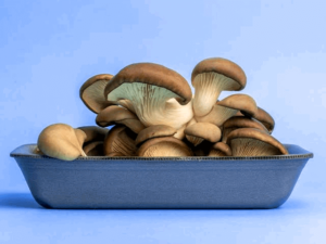 Why Grow Oyster Mushrooms