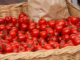 Agribusiness failure cherry tomatoes