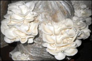 fruiting-Oyster-mushroom-block