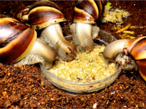 snail-eating-snail-food