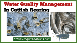 water-quality-management-in-catfish-rearing