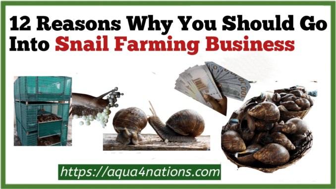 12 Reasons Why You Should Go Into Snail Farming Business
