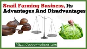 Snail Farming Business, Its Advantages And Disadvantages