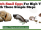 Hatch Snail Eggs For High Yield With These Simple Steps