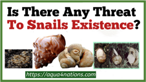 Is There Any Threat To Snails Existence? 