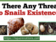 Is There Any Threat To Snails Existence?