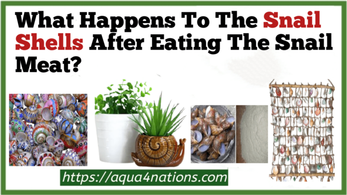 What Happens To The Snail Shells After Eating The Snail Meat?