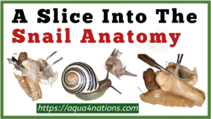 A Slice Into The Snail Anatomy