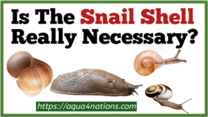Is The Snail Shell Really Necessary? 