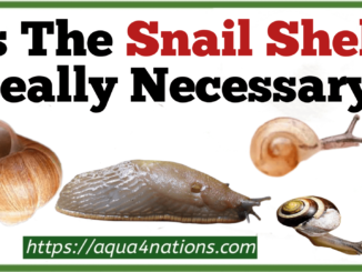 Is The Snail Shell Really Necessary?