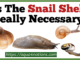 Is The Snail Shell Really Necessary?