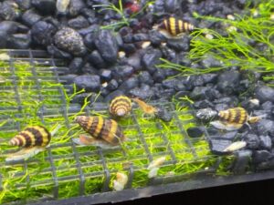 Freshwater Aquarium Snails You Should Consider