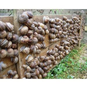 Challenges Of Snail Farming For Every Snail Farmer