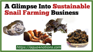 A Glimpse Into Sustainable Snail Farming Business