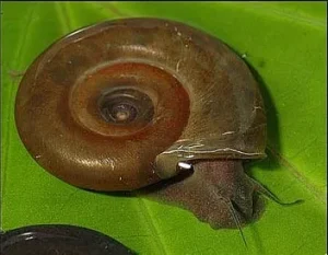 A Freshwater Snail Host of Schistosome