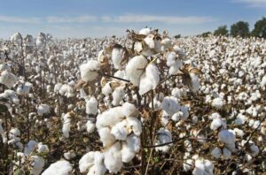 Cotton farming 