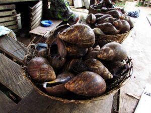 4 Snail Market Strategies Every Snail Farmer Must Know