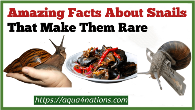 Amazing Facts About Snails That Make Them Rare