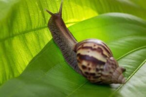 Amazing Snail Facts
